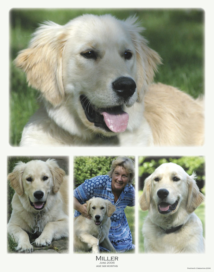 collage puppy
